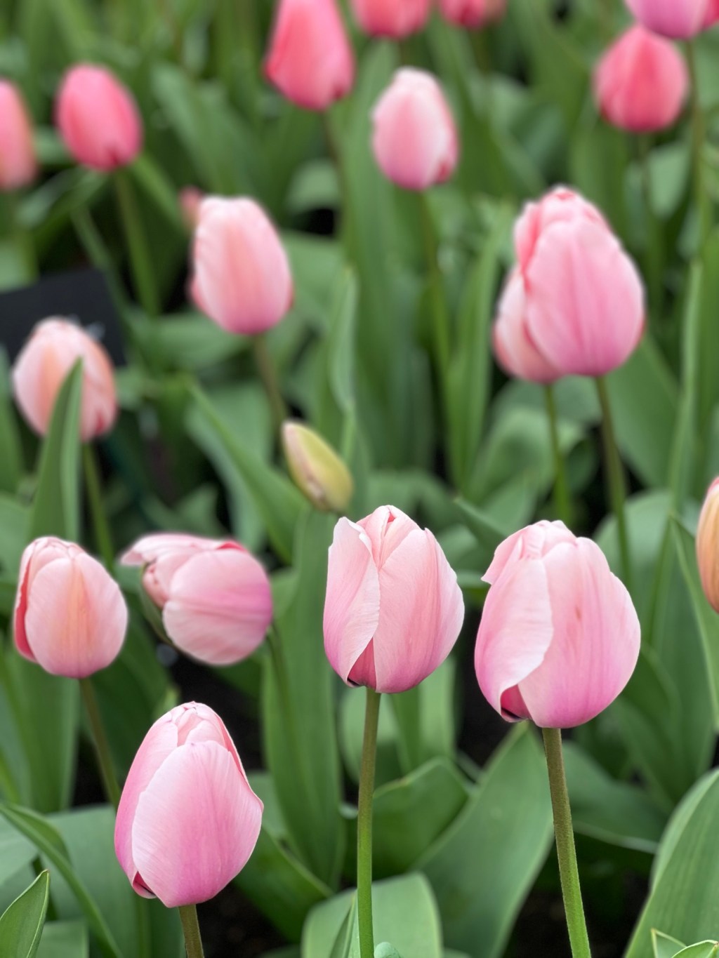 Amsterdam: Tulips, Laughs, and Food That Carried the&nbsp;Day